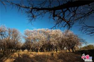 甘肃民乐：祁连山下花烂漫 次第开放醉游人